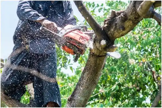 tree services Clearview Acres